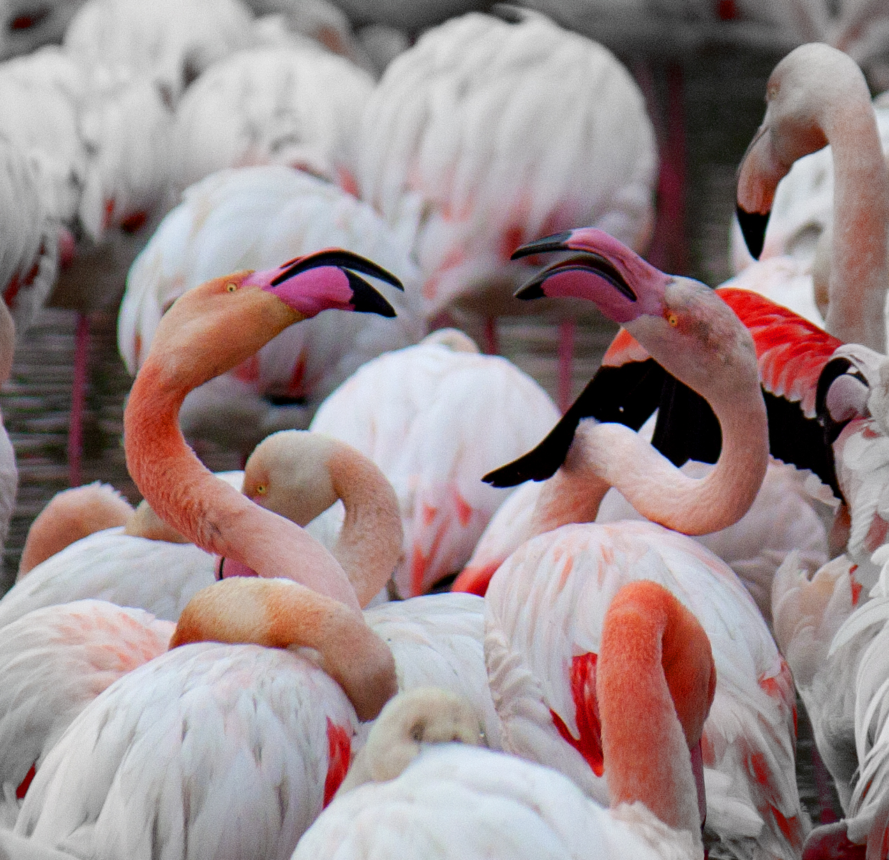 Camargue Authentique