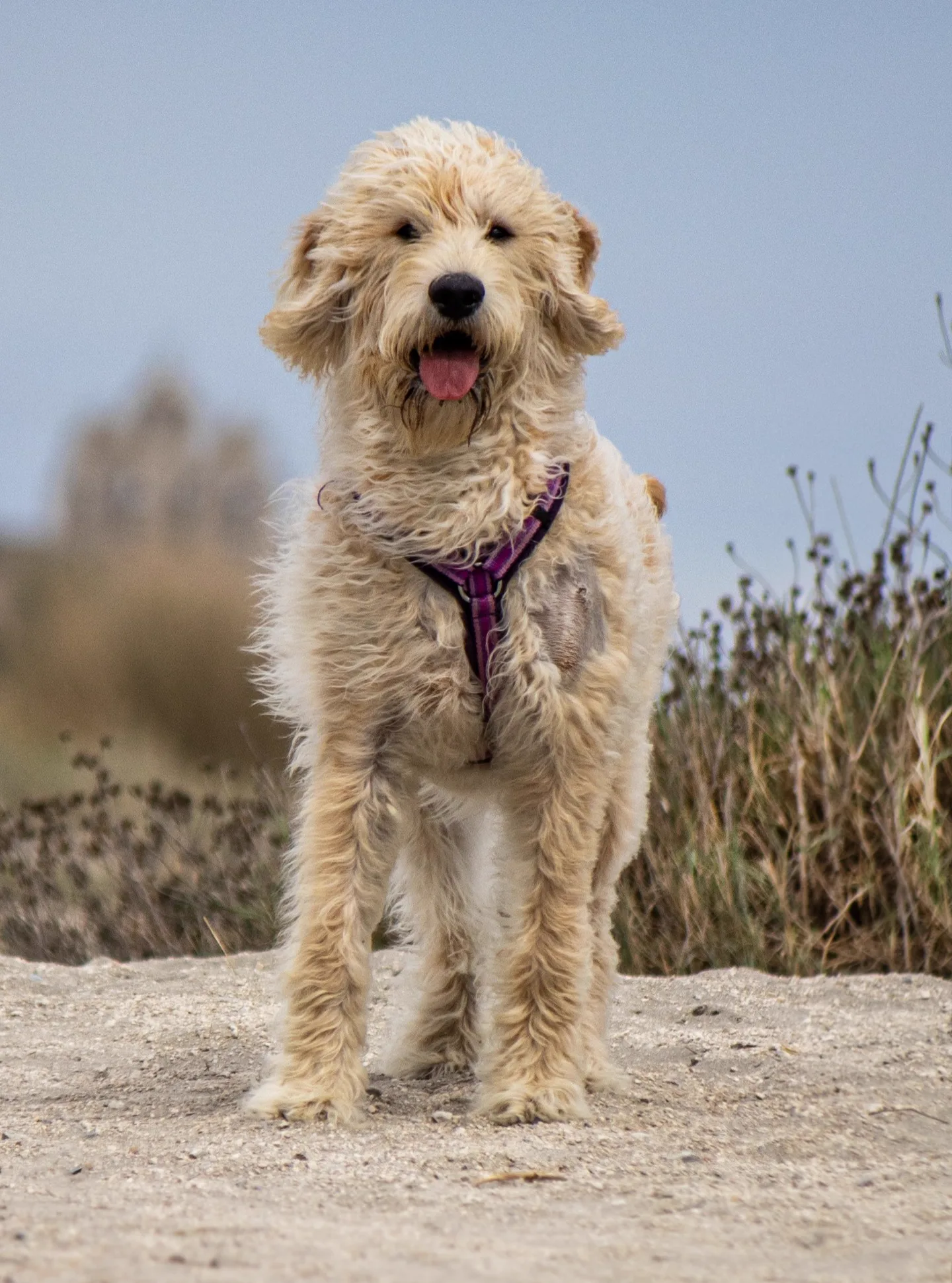 Portraits Animaliers - Image 10