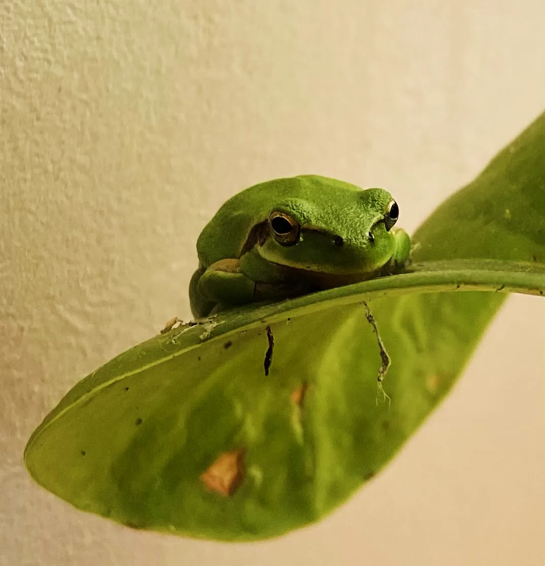 Portraits Animaliers - Image 8