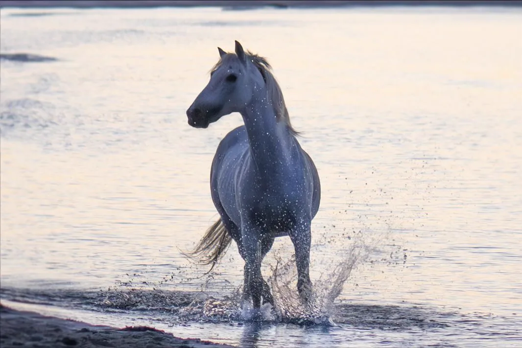 Camargue Authentique - Image 7