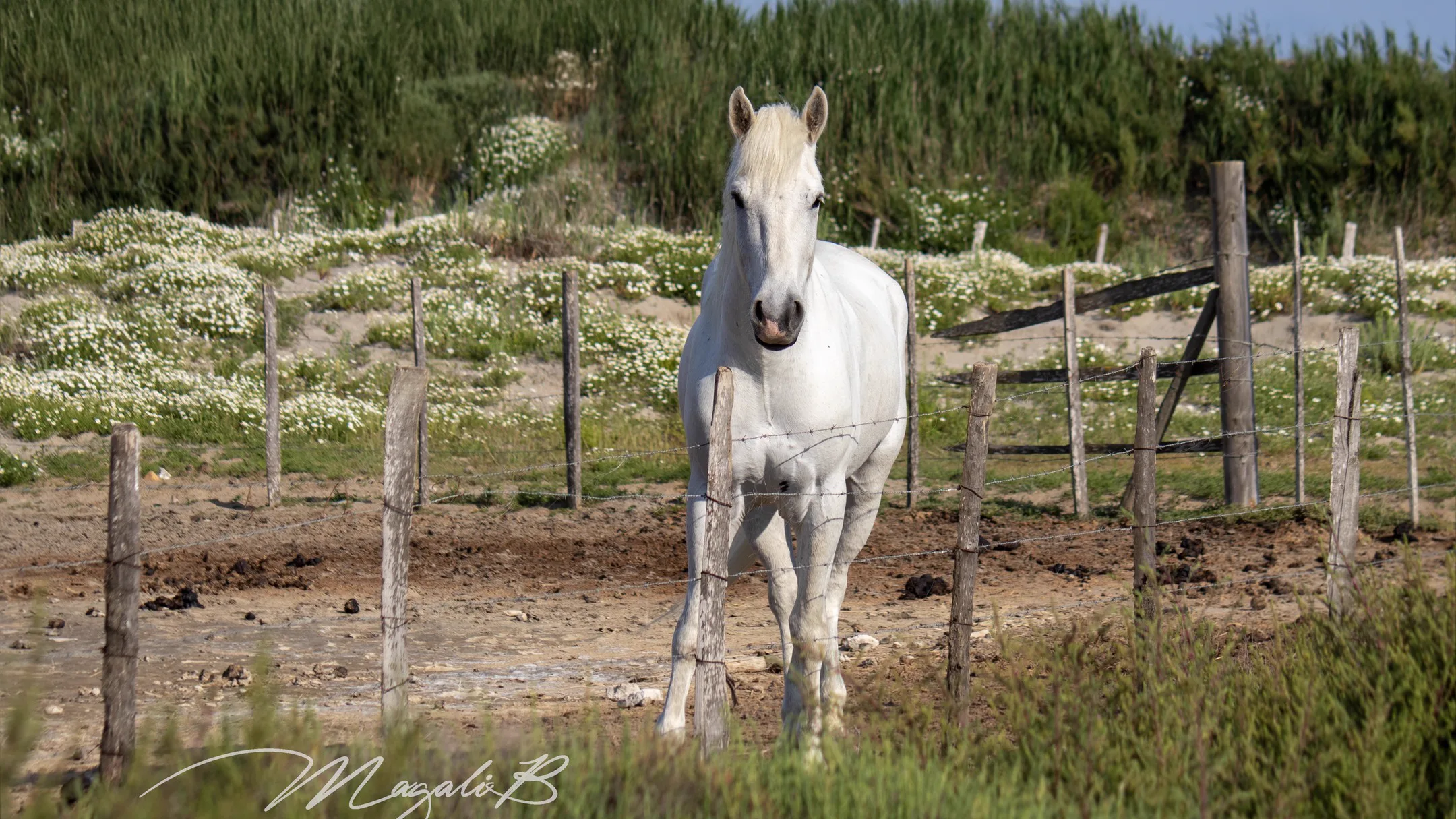 Camargue Authentique - Image 9