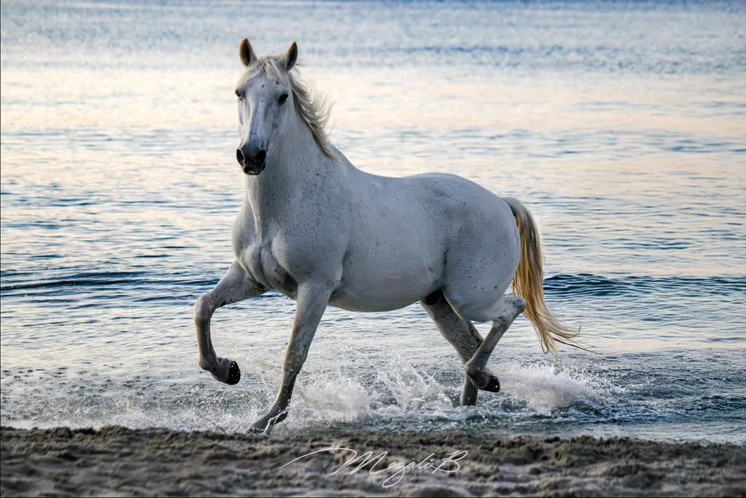 Camargue Authentique