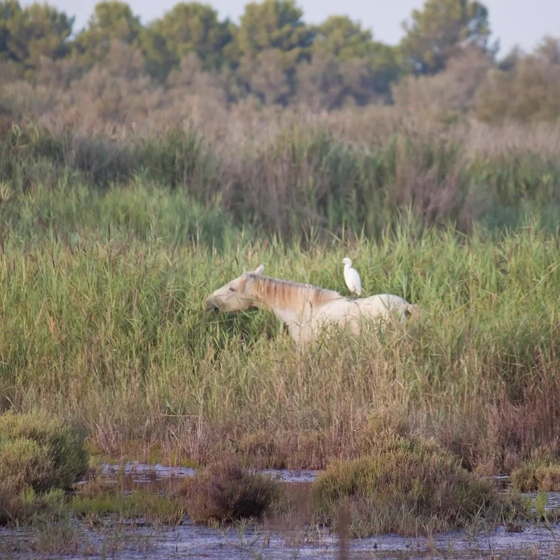 Camargue Authentique - Image 12