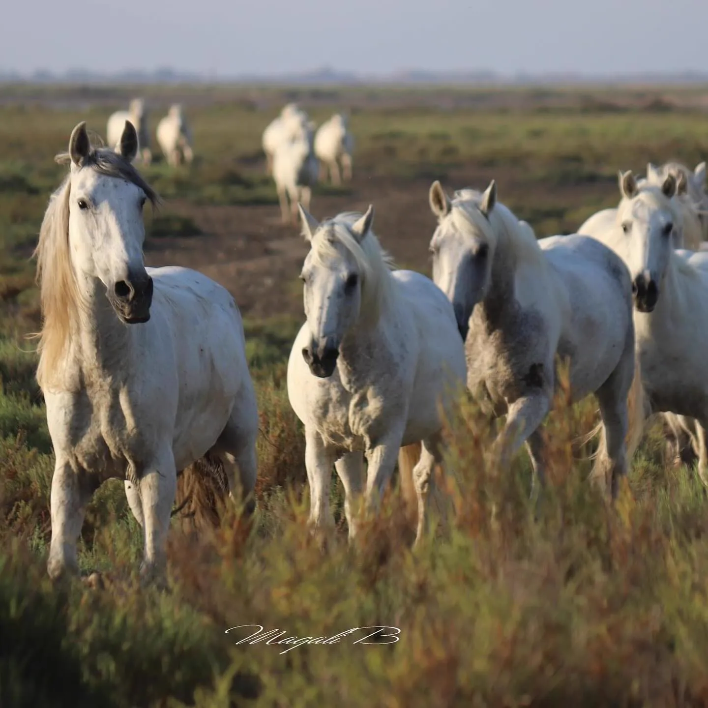 Camargue Authentique - Image 10