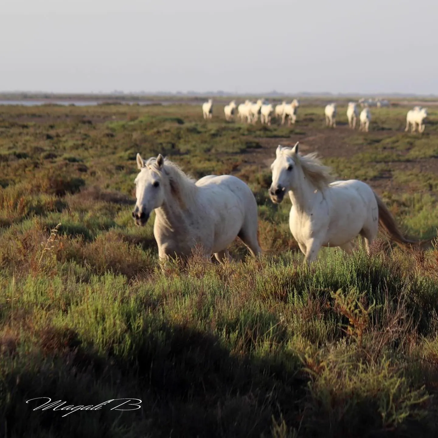 Camargue Authentique - Image 19